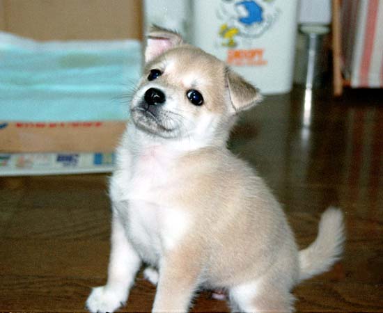 成長過程 あいちゃん編 三毛猫さっちゃんとその仲間たち